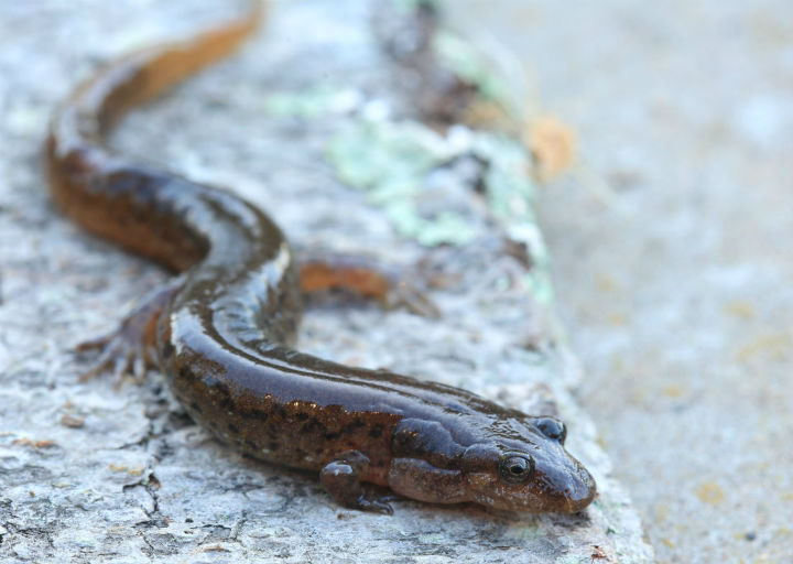 Dusky Salamander